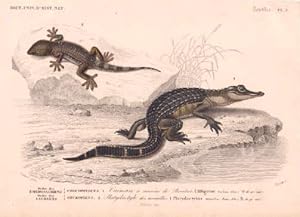 Caiman à museaude Brochet (Alligator lusius)) und Platydactyle des murailles (Platydactylus mural...