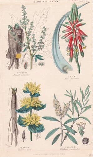 4 Darstellungen auf einem Blatt : Rhubarb (Rheum palmatum), Aloe (Aloe Socotrina), Gentian (Genti...