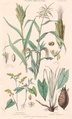 4 Darstellungen auf einem Blatt : Millet (Sorgum vulgare), Maize (Zea Mays), Buckwheat (Fagopyrum...