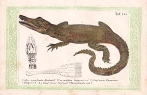 Das asiatische Krokodil (Crocodilus hiporcatus). Kolorierte Lithographie mit grüner lithographier...