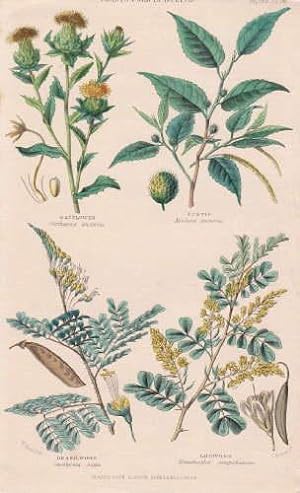 4 Darstellungen auf einem Blatt : Safflower (Carthamus tinctorius), Fustic (Maclura tinctoria), B...