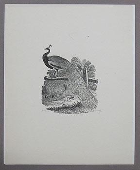 Seller image for The Peacock from Thomas Bewick's A History of British Birds Volume 1: Land Birds. for sale by William Matthews/The Haunted Bookshop