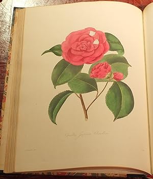 Illustrations and Descriptions of the Plants which Compose the Natural Order Camellieae.