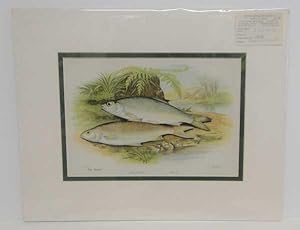 Graining Dace Original Fish Chromolithograph ex The Angler