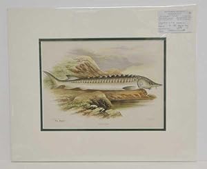 Sturgeon Original Fish Chromolithograph ex The Angler