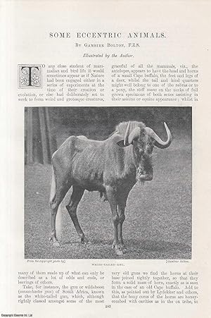 Image du vendeur pour Stuffed Musk-Ox ; Wart-Hog ; Fruit-Bat Skelton & more : Some Eccentric Animals. An original article from the Windsor Magazine, 1898. mis en vente par Cosmo Books