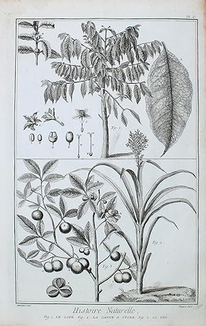 "Histoire Naturelle. Le Cafe. La Canne a Sucre. Le The" originaler Kupferstich/copper engraving c...