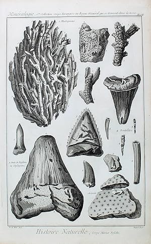 "Histoire Naturelle. Corps marins fossile" originaler Kupferstich/copper engraving ca.32x20cm (Da...