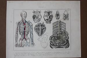 Anthropologie, Anatomie, Skellet, Adern, Darm, Herz, Stahlstich um 1865 als Sammelblatt mit acht ...