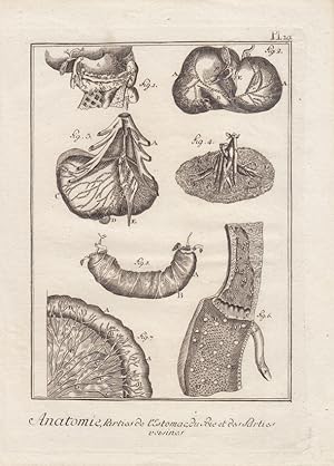 Anatomie, Parties de l Estomac du foie et des Sarties veisines, Magen, original Kupfestich um 175...