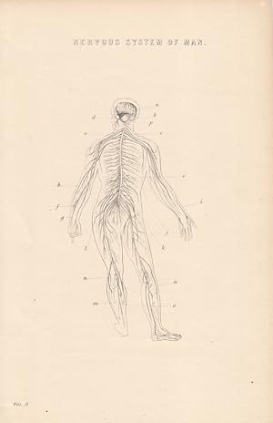 Nervous system of Man, Nervensystem, Stahlstich um 1870, Blattgröße: 24,2 x 15,3 cm, reine Bildgr...