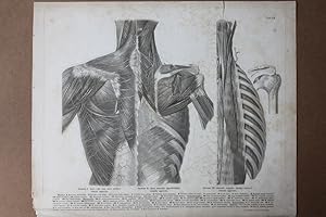 Anatomie, Rücken und Halsmuskulatur, Stahlstich um 1852 aus Roberti Froriepis Atlas anatomicus, d...