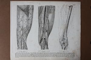 Anatomie, Muskulatur des Oberschenkels, Stahlstich um 1852 aus Roberti Froriepis Atlas anatomicus...