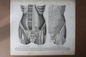 Anatomie, Skelett, Bauchmuskeln, Rippen, Hoden, Penis, Becken, Stahlstich um 1852 aus Roberti Fro...