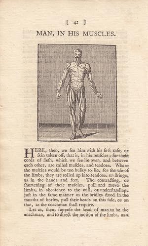 Man in his muscles, Anatomie, menschlicher Körper, original Kupferstich um 1790 darunter typograp...