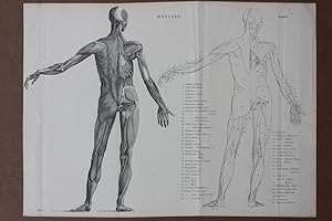 Muscles, Muskeln, Anatomie, Rücken, Stahlstich um 1895 mit der Darstellung des menschlichen Körpe...