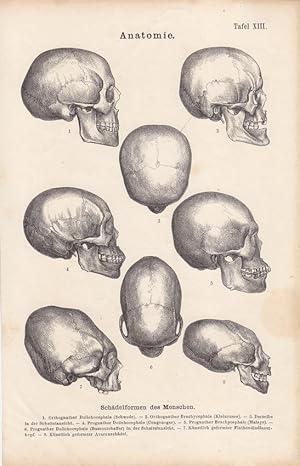 Anatomie, Schädelformen des Menschen, Stahlstich um 1880 mit acht Einzelabbildungen, darunter typ...