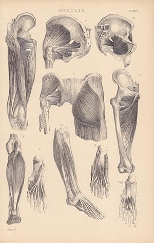 Anatomie, Muscles, Muskel, Schulter, Wade, Oberschenkel, Stahlstich um 1880 mit zehn Einzelabbild...