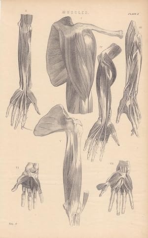 Anatomie, Muscles, Muskel, Unterarm, Hand, Schulter, Stahlstich um 1880 mit sieben detaillierten ...