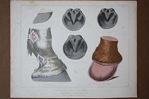 The horses foot & neurotomy, Huf, Pferd, Veterinär, Tierarzt, Lithographie um 1860 aus dem "Book ...