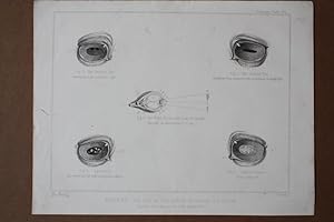 Pferd, Auge, Veterinär, Tierarzt, Anatomie, The eye of the horse in health & disease, Lithographi...