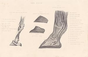 The foot, Pferd, Veterinär, Tierarzt, Huf, Stahlstich um 1880 mit vier Einzelabbildungen des Pfer...