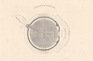 Diagram of the horse s eye, Pferd, Auge, Veterinär, Tierarzt, Stahlstich um 1870 mit großem besch...