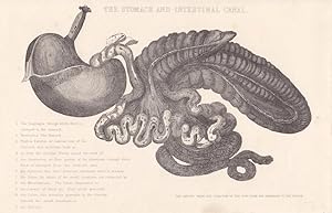 The Stomach and Intestinal Canal, Pferd, Veterinär, Tierarzt, Magen, Stahlstich um 1870 mit Blick...