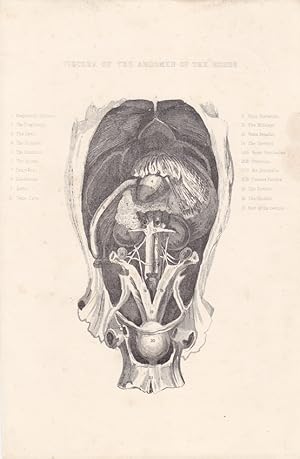 Viscera of the abdomen of the Horse, Pferd, Veterinär, Tierarzt, Stahlstich um 1870 mit Querschni...