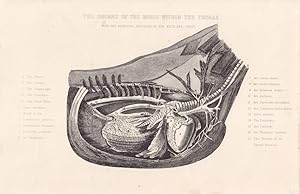 The organs of the horse within the Thorax, Pferd, Veterinär, Tierarzt, Stahlstich um 1870 mit Que...