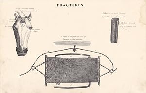 Fractures, Pferd, Veterinär, Tierarzt, Stahlstich um 1875 mit vier beschrifteten Einzelabbildunge...