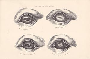 The eye of the Horse, Pferd, Auge, Veterinär, Tierartz, Stahlstich um 1870 mit vier Einzelabbildu...