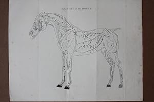 Anatomy of the horse, Pferd, Veterinär, Tierartz, Lithographie um 1860 der Anatomie eines Pferdes...