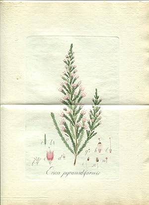 Erica pyramidiformis. Altkolorierter Kupferstich / handcoloured engraved plate (Aus: J.C. Wendlan...