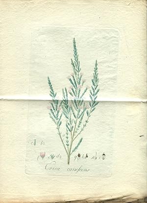 Erica canescens. Altkolorierter Kupferstich / handcoloured engraved plate (Aus: J.C. Wendland, Er...