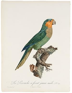 Seller image for [Blue-Fronted Amazon] La Perruche  front jaune, mle for sale by Donald A. Heald Rare Books (ABAA)