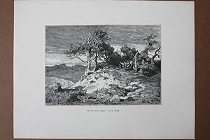 Rügen, Auf dem Vilm, Insel, Ostsee, Holzstich um 1885 von H. Baisch, Blattgröße: 28 x 36,5 cm, re...