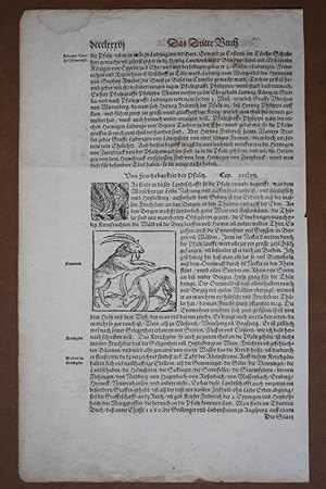 Von Fruchtbarkeit der Pfalz, Ziegen, original Holzschnitt um 1560 aus Sebastian Münsters Cosmogra...