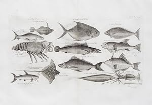 "See-Fische" originaler Kupferstich/copper-engraving ca.29x36cm (Darstellung/image size) auf Bütt...