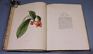 Bild des Verkufers fr The Botanical Cabinet. Vol. VII. zum Verkauf von Antiquariat Lycaste