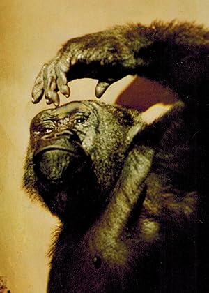 Gorillakind. Über 100 Jahre Frankfurter Zoo