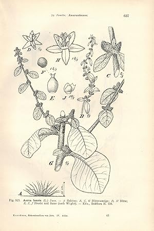 Imagen del vendedor de Exkursionsflora von Java umfassend die Bltenpflanzen 4. Band: Atlas a la venta por Clivia Mueller