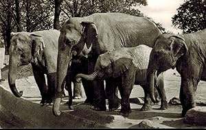 Elefanten-Freianlage