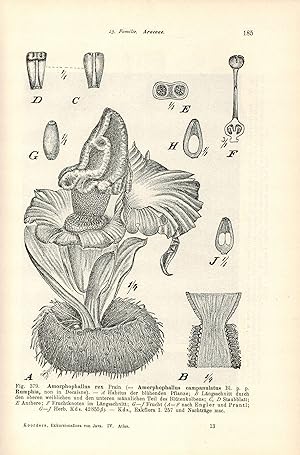 Imagen del vendedor de Exkursionsflora von Java umfassend die Bltenpflanzen 4. Band: Atlas a la venta por Clivia Mueller
