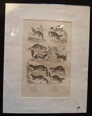 Bild des Verkufers fr Gravure animalire : petits mammifres (pl.33), tire de l'Histoire naturelle de Buffon zum Verkauf von Abraxas-libris