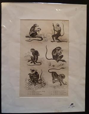 Bild des Verkufers fr Gravure animalire : singes (pl.39), tire de l'Histoire naturelle de Buffon zum Verkauf von Abraxas-libris