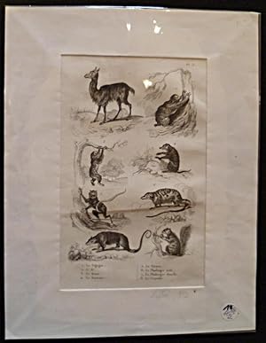 Bild des Verkufers fr Gravure animalire : mammifres (pl.31), tire de l'Histoire naturelle de Buffon zum Verkauf von Abraxas-libris
