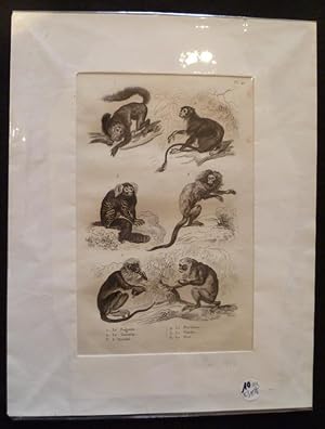 Bild des Verkufers fr Gravure animalire : singes (pl.42), tire de l'Histoire naturelle de Buffon zum Verkauf von Abraxas-libris