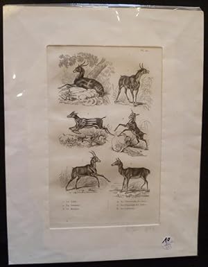 Bild des Verkufers fr Gravure animalire : herbivores (pl.27), tire de l'Histoire naturelle de Buffon zum Verkauf von Abraxas-libris