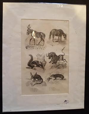 Bild des Verkufers fr Gravure animalire : mammifres (pl.43), tire de l'Histoire naturelle de Buffon zum Verkauf von Abraxas-libris